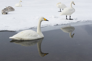 Singschwaene schwimmen an der Eiskante