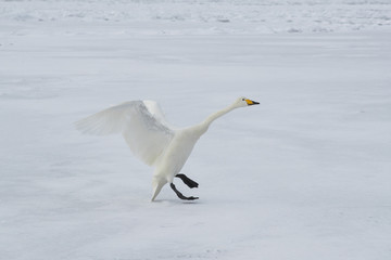 Singschwan ruft nach seinem Partner