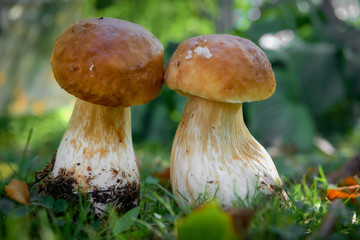 Two brown mushroom, Lurid Bolete, in the woods.