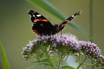 Butterfly on flower macro photo