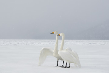 Singschwan ruft nach seinem Partner