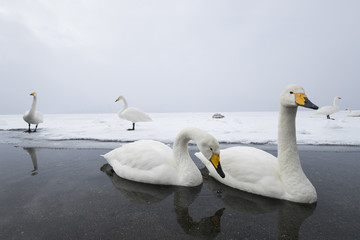 Singschwaene schwimmen an der Eiskante