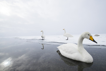 Singschwan schwimmt an der Eiskante