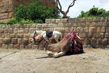 Baalbek in Lebanon レバノン　ラクダと馬
