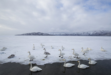 Singschwaene an der Eiskante
