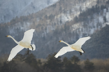 Singschwaene beim Flug