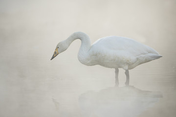 Singschwan im fruehen Morgenlicht