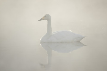 Singschwan im fruehen Morgenlicht