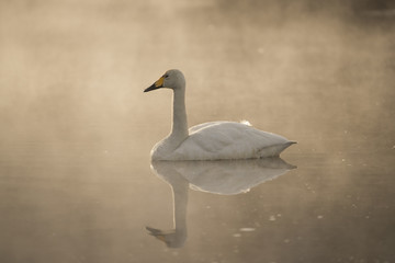 Singschwan im fruehen Morgenlicht