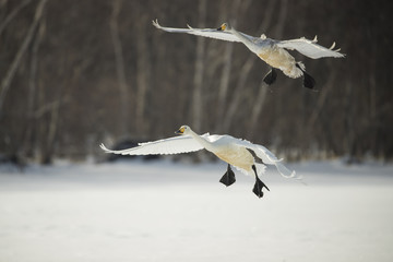 Singschwaene beim Landeanflug