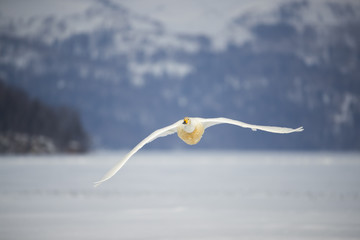 Singschwaene im Flug