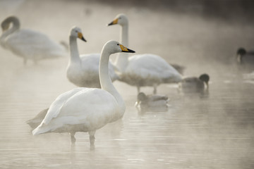 Fototapeta premium Singschwaene an einer Thermalquelle