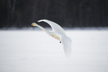 Singschwan im Flug