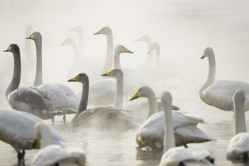 Singschwaene an einer Thermalquelle