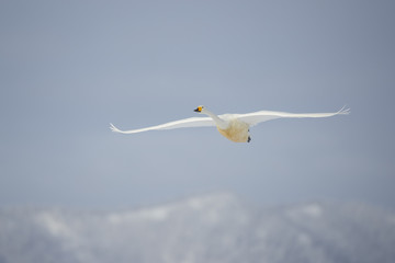 Singschwan im Flug