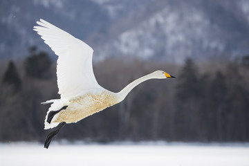 Singschwan beim Landeanflug