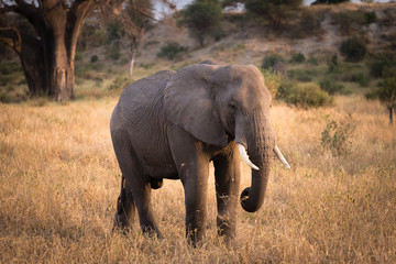 Fototapeta na wymiar An elephant in Tarangire National Park,Tanzania.