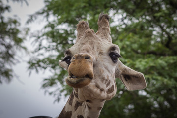 Obraz premium Funny expressions