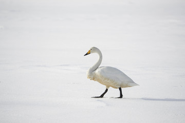 Singschwan auf dem Eis