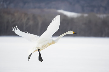 Singschwan beim Landeanflug