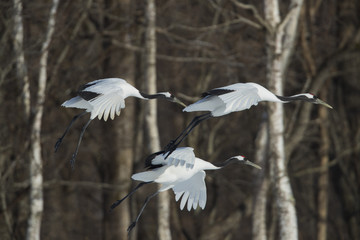 Kraniche im Flug