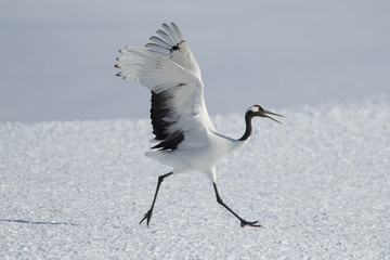 Kranich tanzt