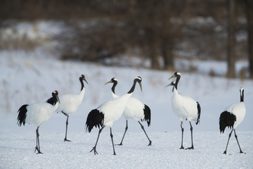 Kraniche an ihrem Ruheplatz