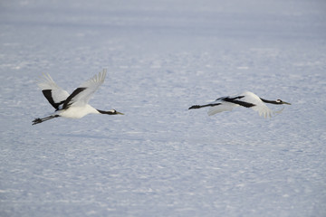 Kraniche im Flug