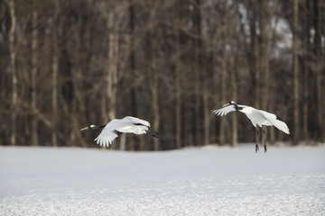 Kraniche im Landeanflug