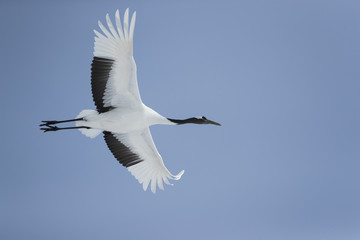 Kranich im Flug