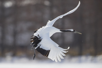Kranich im Landeanflug