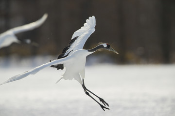Kranich im Landeanflug
