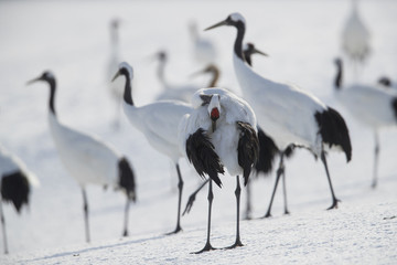 Kranich putzt sein Gefieder