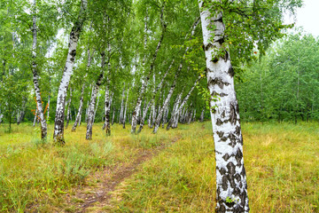 Birch grove with a road on sunny summer day, summertime landscape