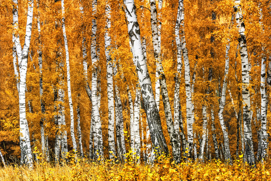 Fototapeta Birch grove on a sunny autumn day, autumn time landscape