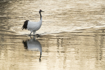 Kranich im Morgengrauen