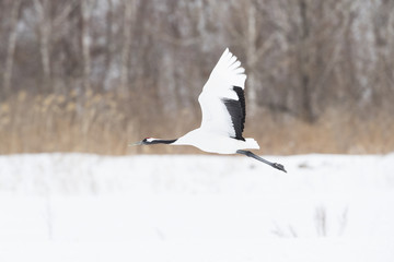 Kranich im Flug