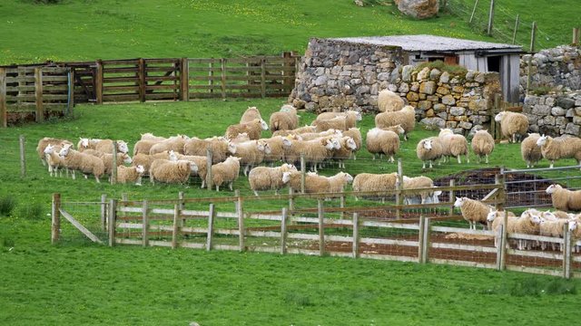 Huge Sheep Herd, Scotland - Graded Version