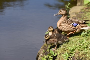 Kaczka z młodymi nad wodą © agnieszkalll