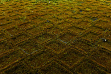 苔　コンクリート