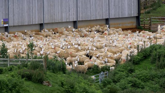 Huge Sheep Herd, Scotland - Graded Version