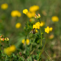 Macro photo - Bee pollinates wild flower in summer meadow