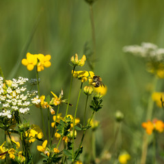 Macro photo - Bee pollinates wild flower in summer meadow
