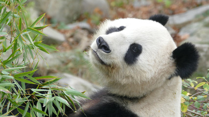 Panda bear looking up while eating