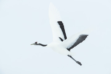 Kranich im Flug