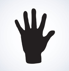 Palm. Vector drawing