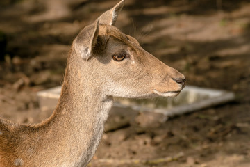 Reh im Wald