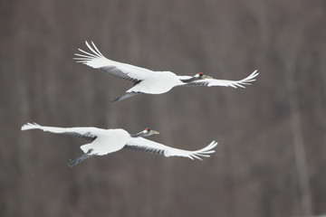 Kraniche im Flug