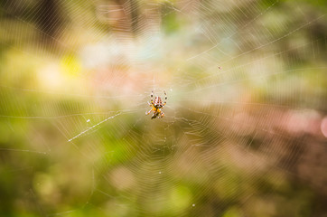 spider waiting for spoil inside her web