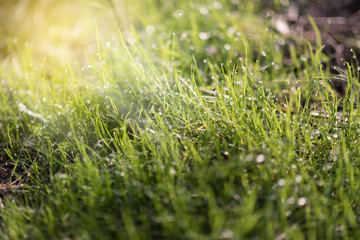Fresh grass with dew drops close up